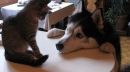 Promise to miss you Husky and cat