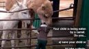 Camel eating your child