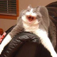 Angry cat