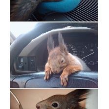 A soldier and his squirrel