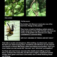 Spider eating a brown tree snake
