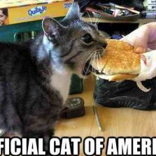 Official cat of America