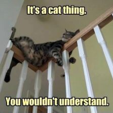 It's a cat thing